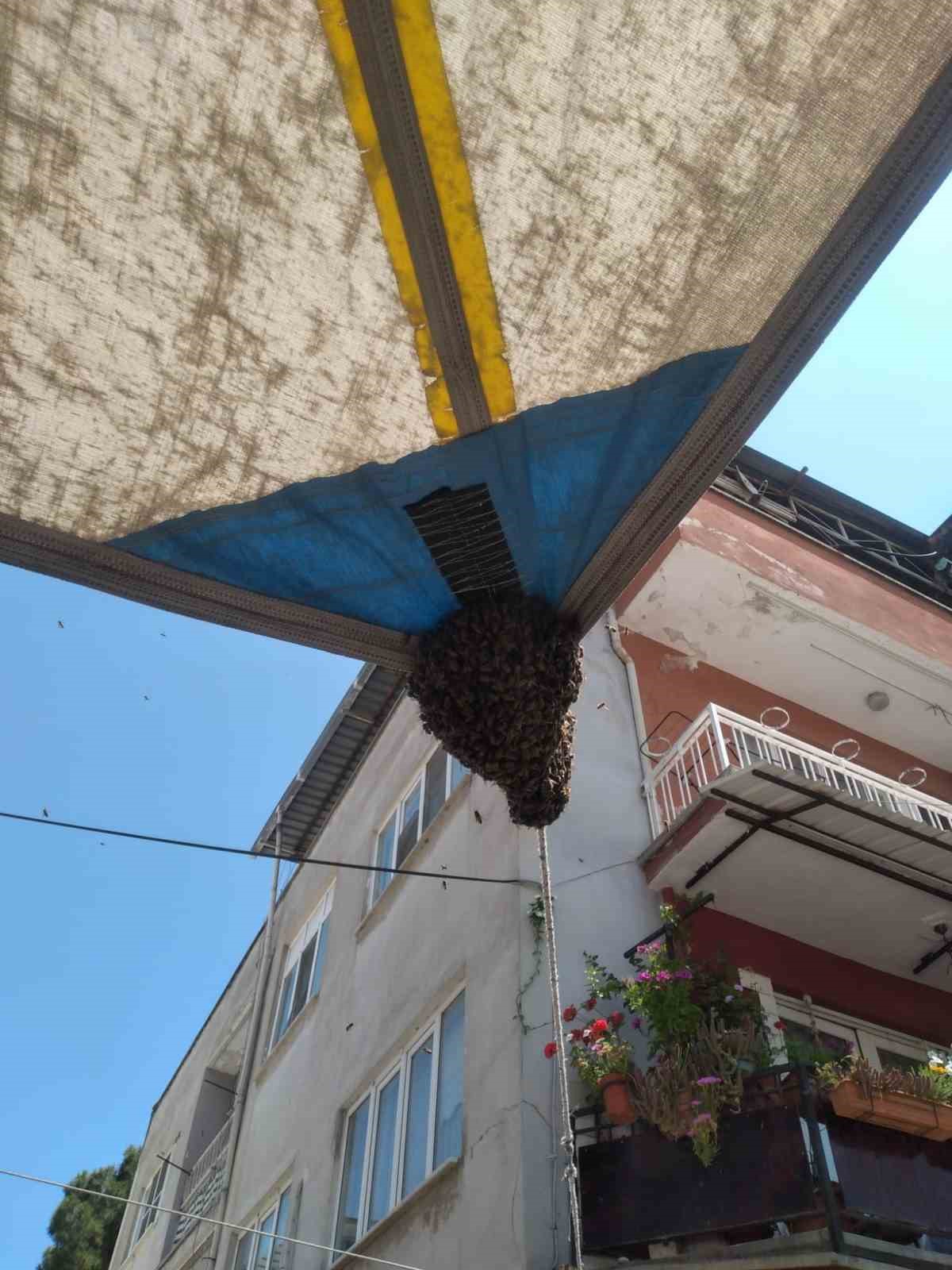 Aydın’da oğul çıkaran arı kolonisi pazar tezgahına kondu
