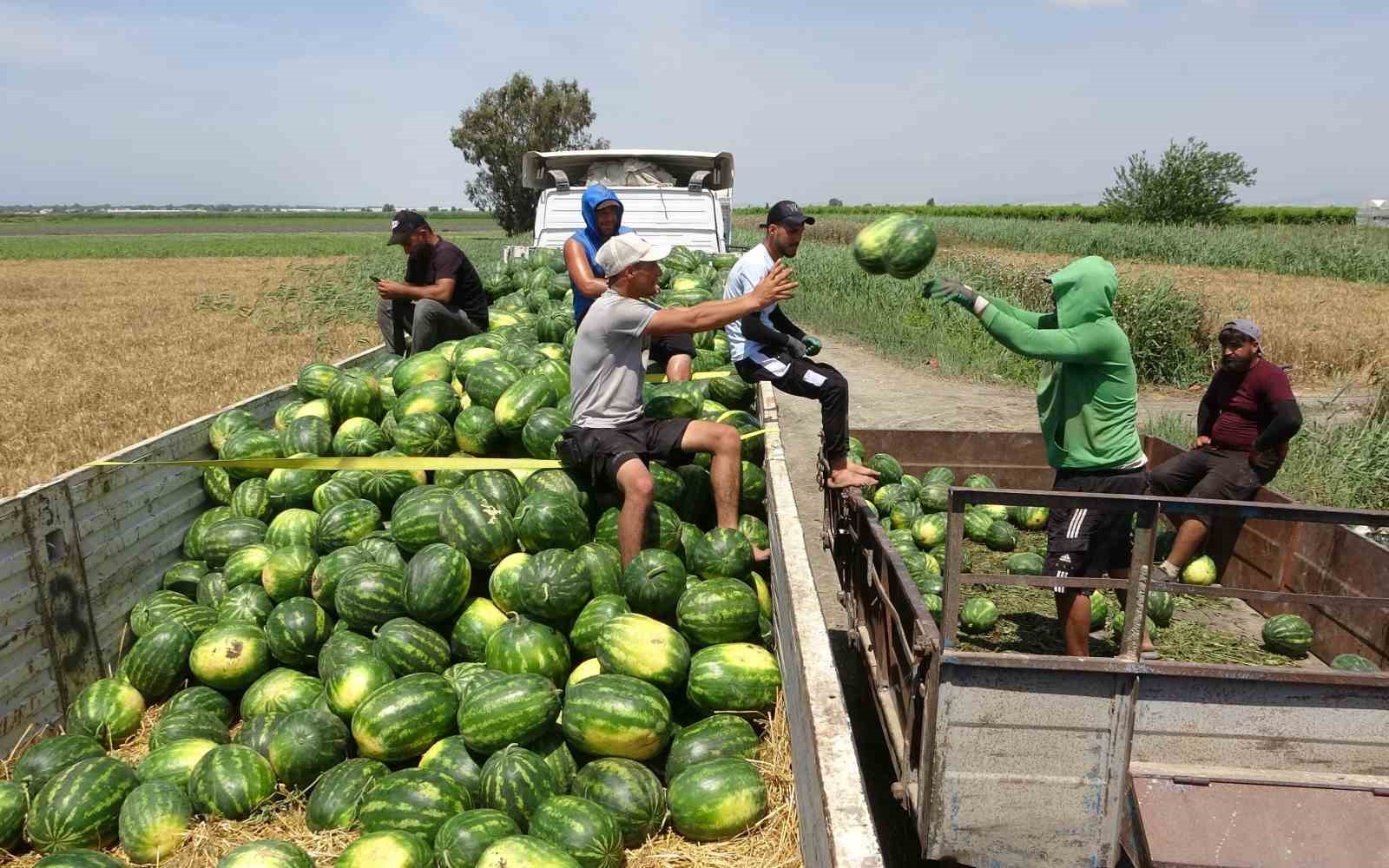 Mersin’de karpuz hasadı başladı