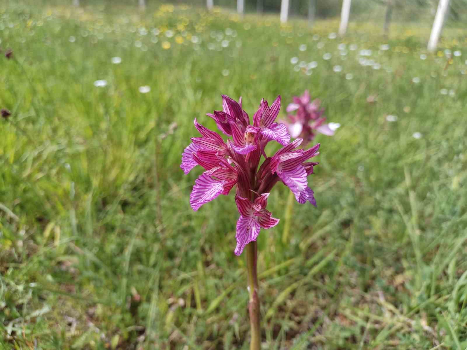 Samsun’da tabiat çiçek açtı