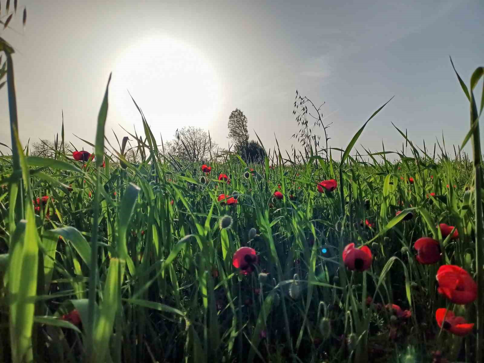Samsun&rsquo;da tabiat &ccedil;i&ccedil;ek a&ccedil;tı
