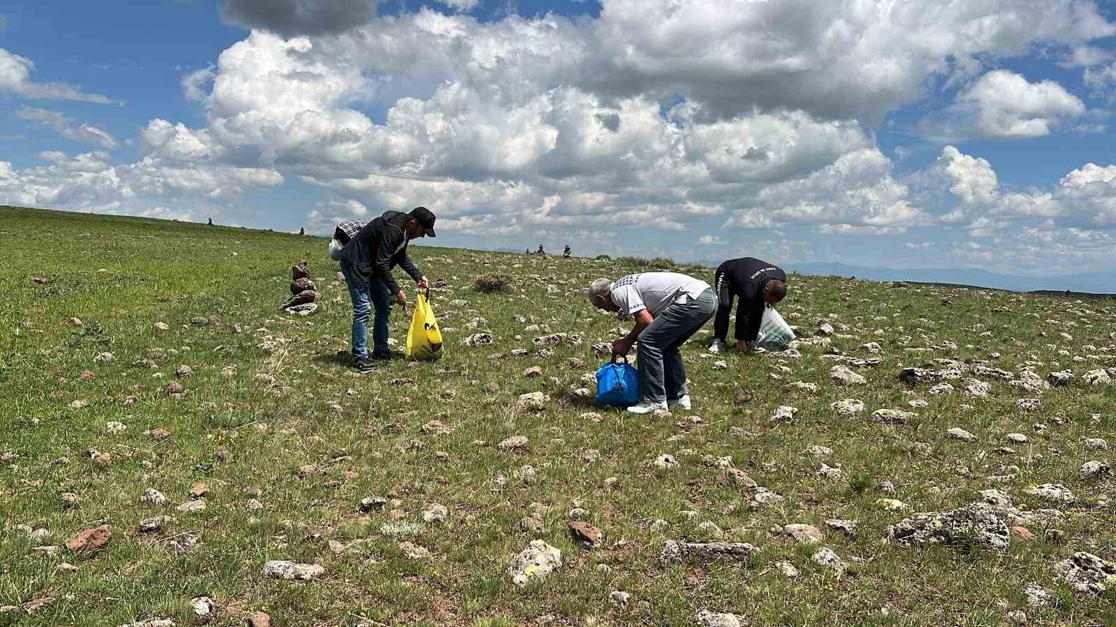 Karslılar şifalı bitkileri toplamak için dağ taş geziyor