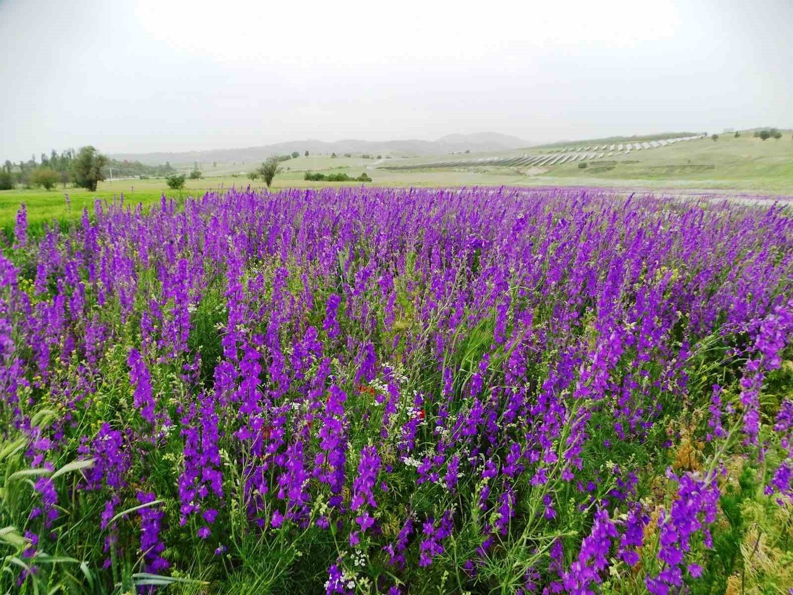 Mor renkli yabani otlar görsel şölen sunuyor
