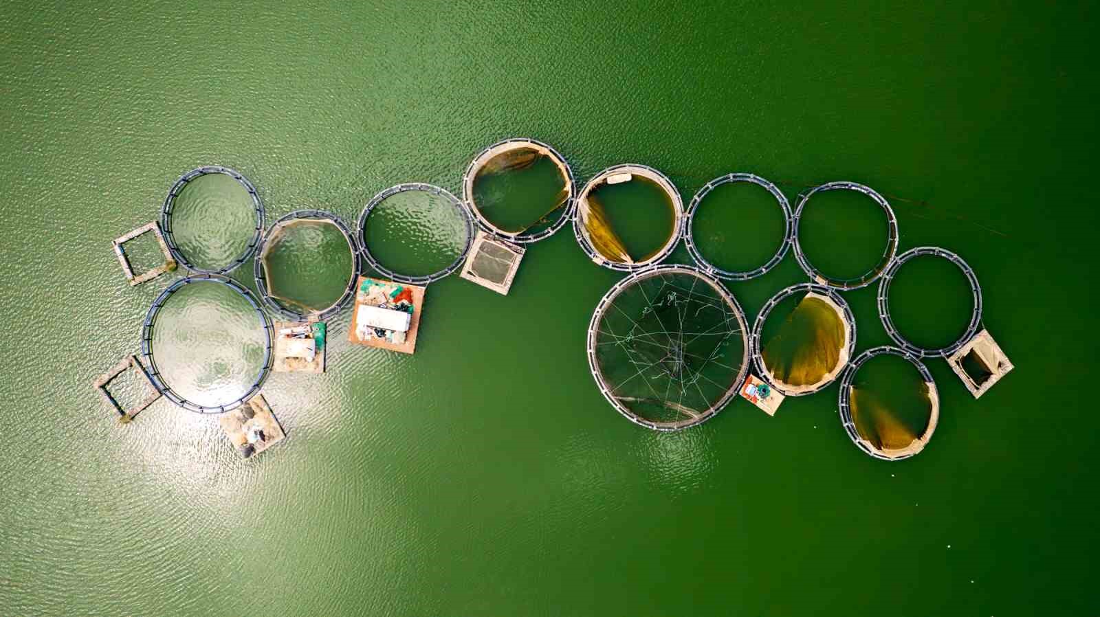 Denizi olmayan Manisa’dan dünya sofralarına somon ihracatı