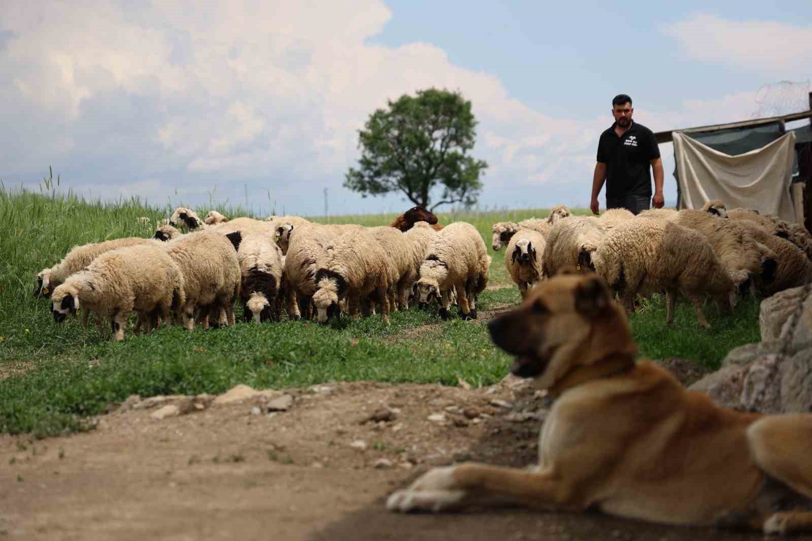 Elazığ’da 75 yaşındaki emekli polisin kurbanlık pazarlığı yüzleri güldürdü
