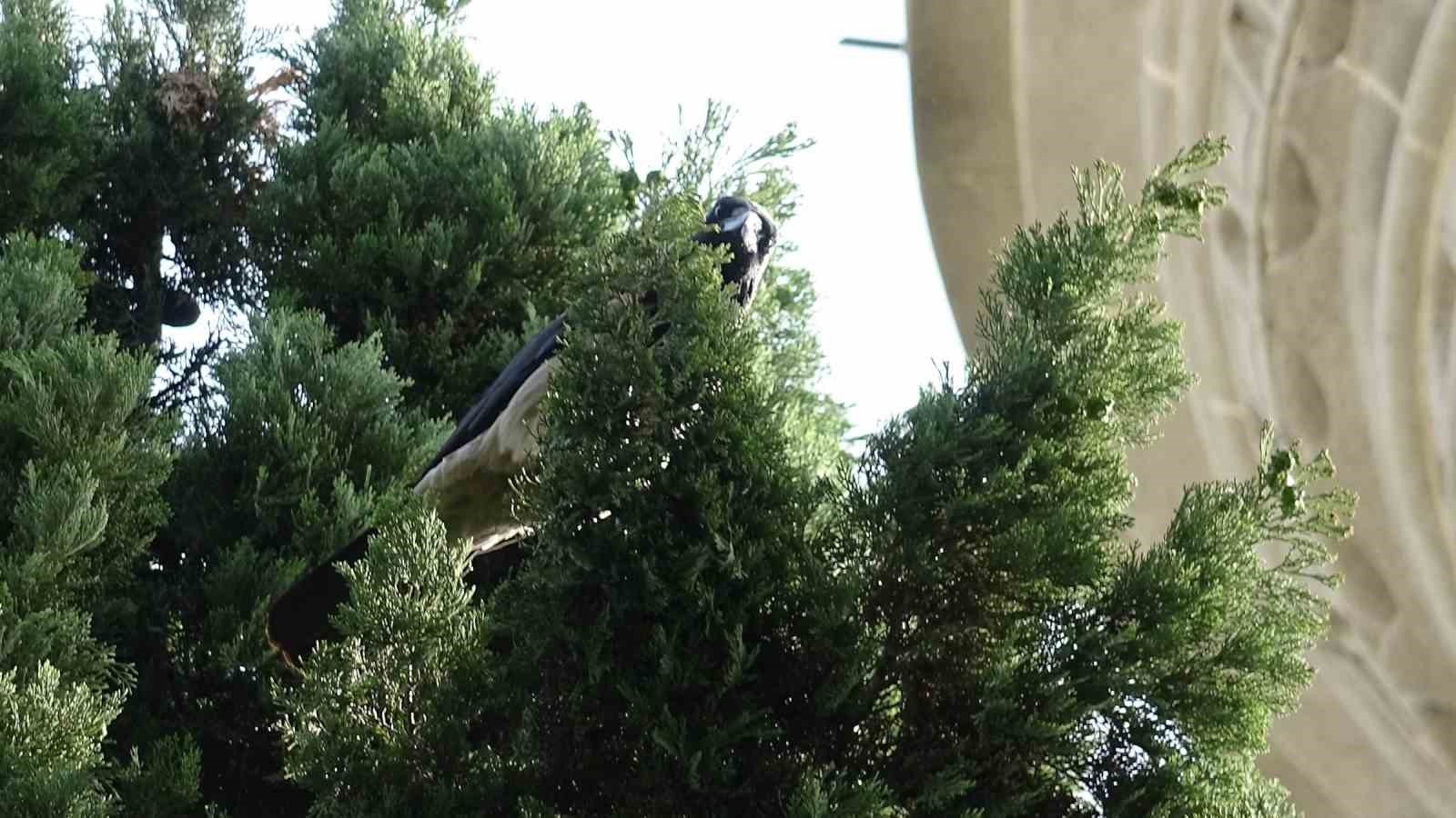 Yavruyu kurtarmak istedi, kargaların hedefi oldu
