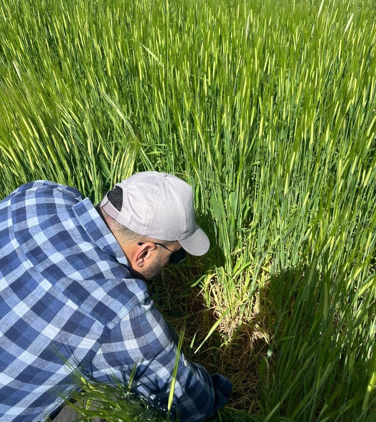 S&uuml;ne zararlısına karşı m&uuml;cadele s&uuml;r&uuml;yor
