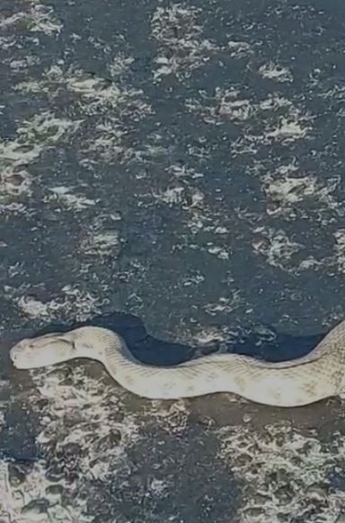 Elazığ’da karayoluna inen dev engerek korkuttu