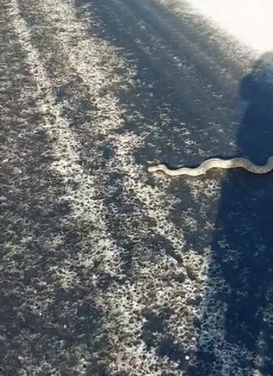 Elazığ&rsquo;da karayoluna inen dev engerek korkuttu
