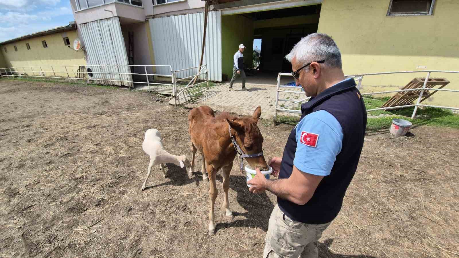 Tay, annesini kaybedince kuzu ile dost oldu