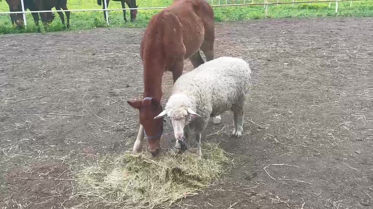 Tay, annesini kaybedince kuzu ile dost oldu
