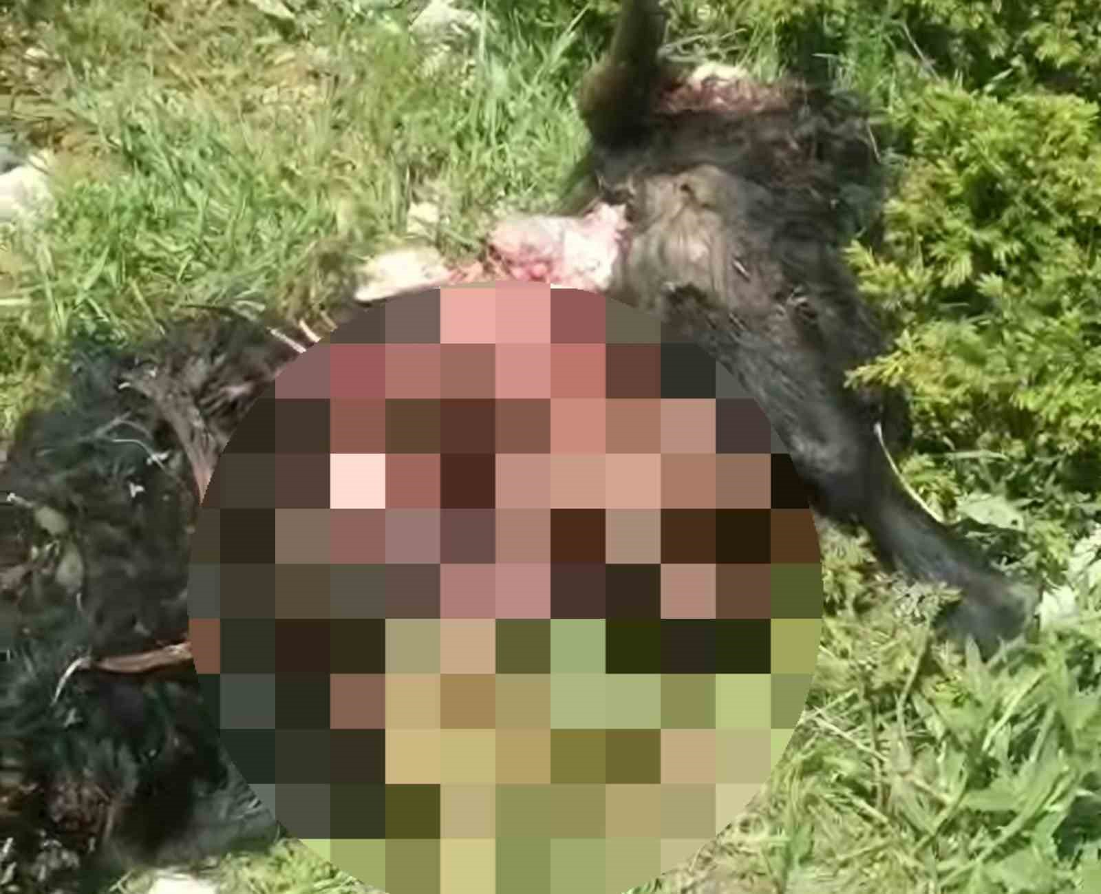 Tunceli’de ayı dehşeti: Bir kişi yaralandı, 31 küçükbaş hayvan telef oldu