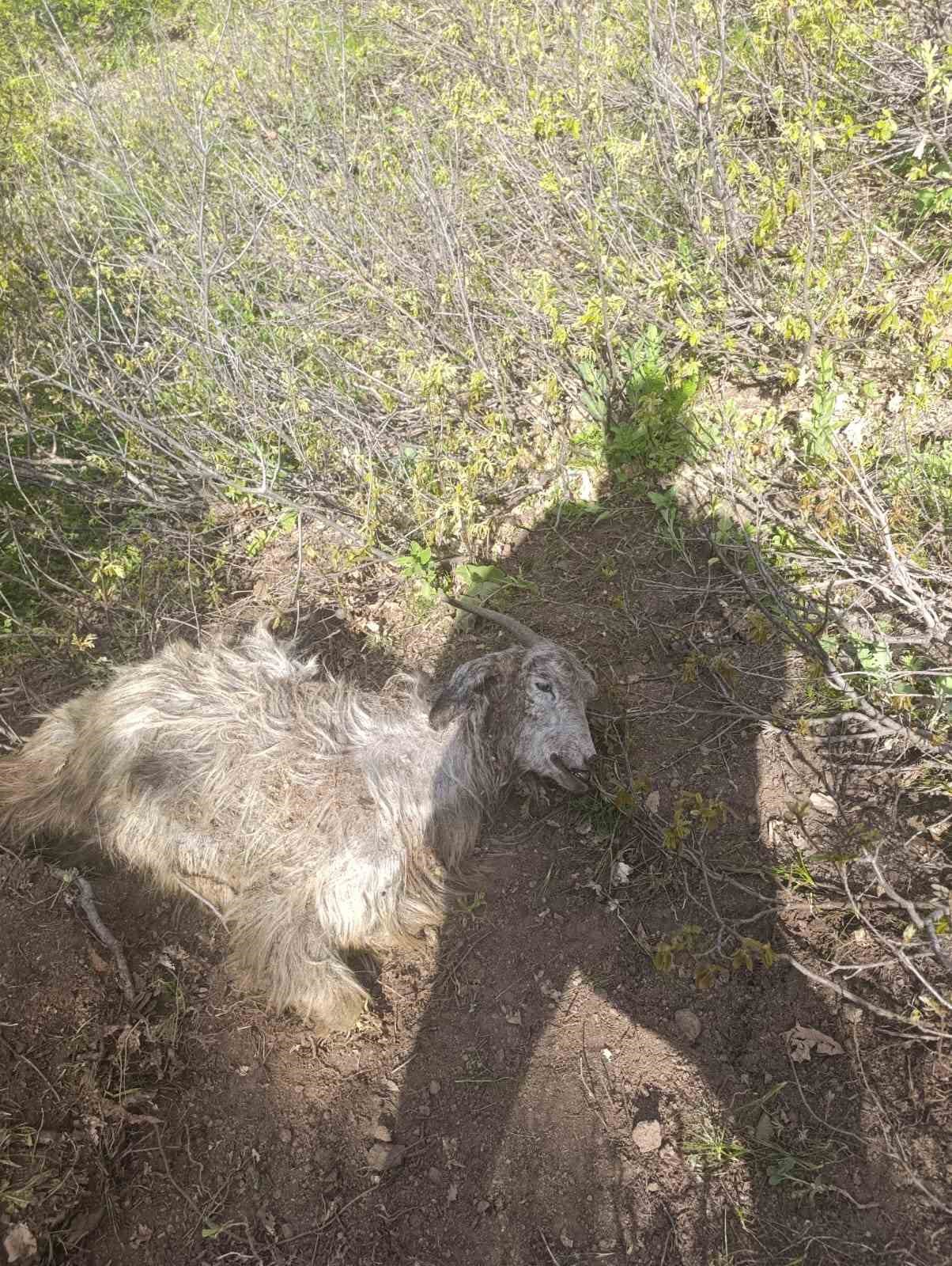 Tunceli’de ayı dehşeti: Bir kişi yaralandı, 31 küçükbaş hayvan telef oldu
