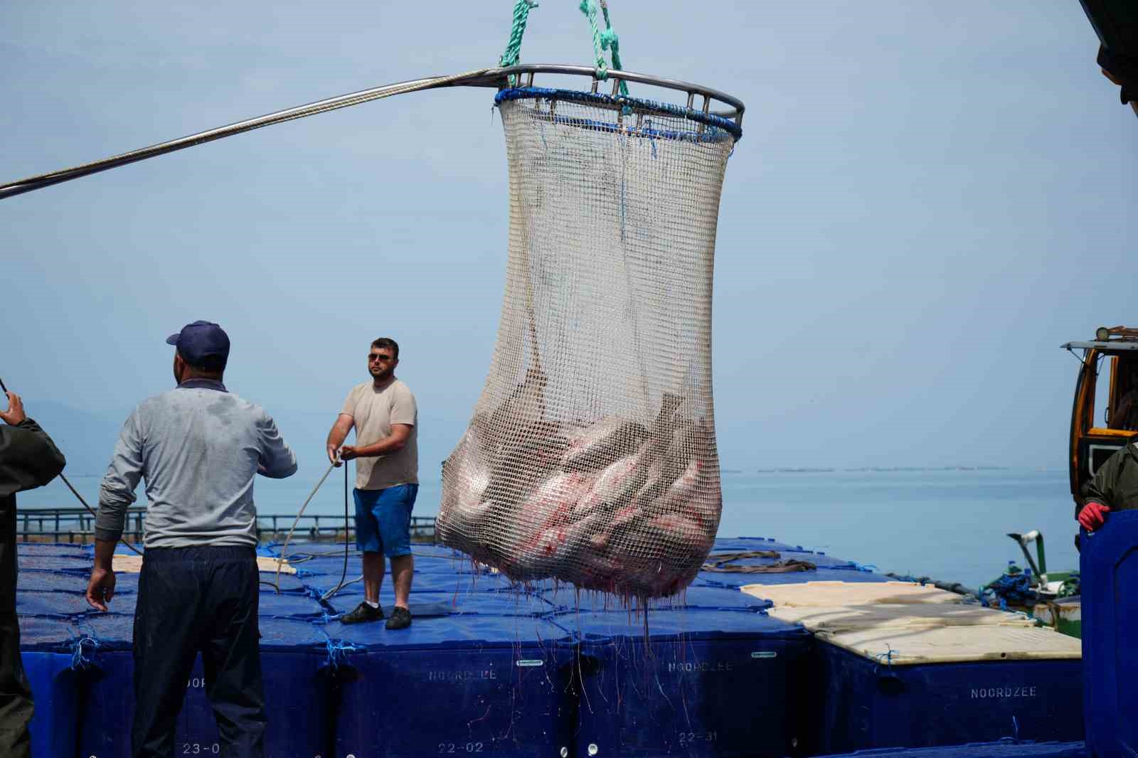 Samsun’da Türk somonu hasadı başladı