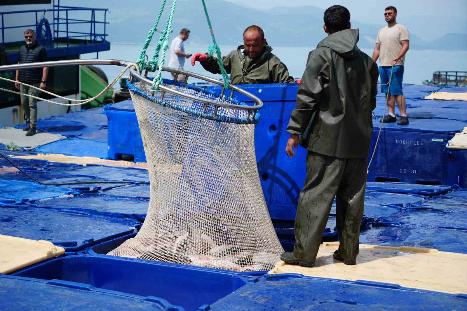 Samsun&rsquo;da T&uuml;rk somonu hasadı başladı
