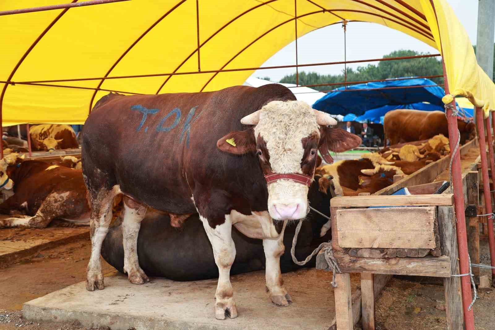 Balçık’ta kurban mesaisi başladı
