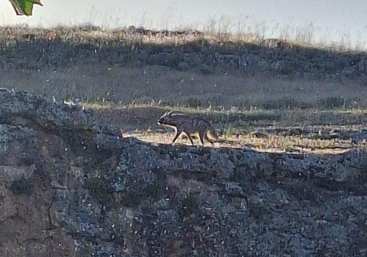 Çizgili sırtlan vatandaşlar tarafından görüntülendi