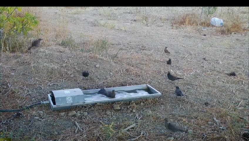 Suluklar, sıcak havalarda yaban hayatının can damarı oldu
