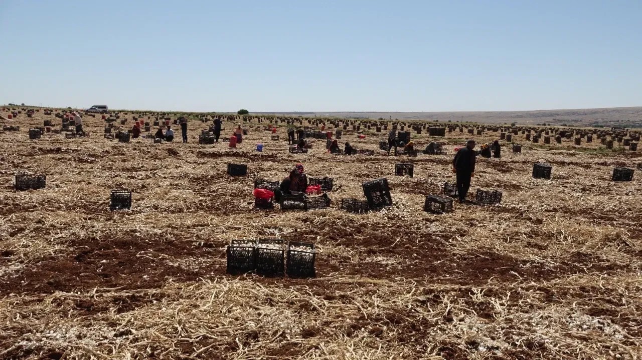 Sarımsak hasadını s&uuml;rd&uuml;ren &ccedil;ift&ccedil;iler y&uuml;ksek rekolteden memnun
