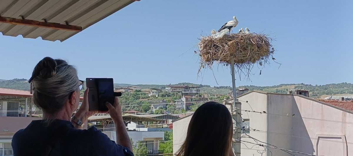 Aydın&rsquo;da leylek sayımları tamamlandı
