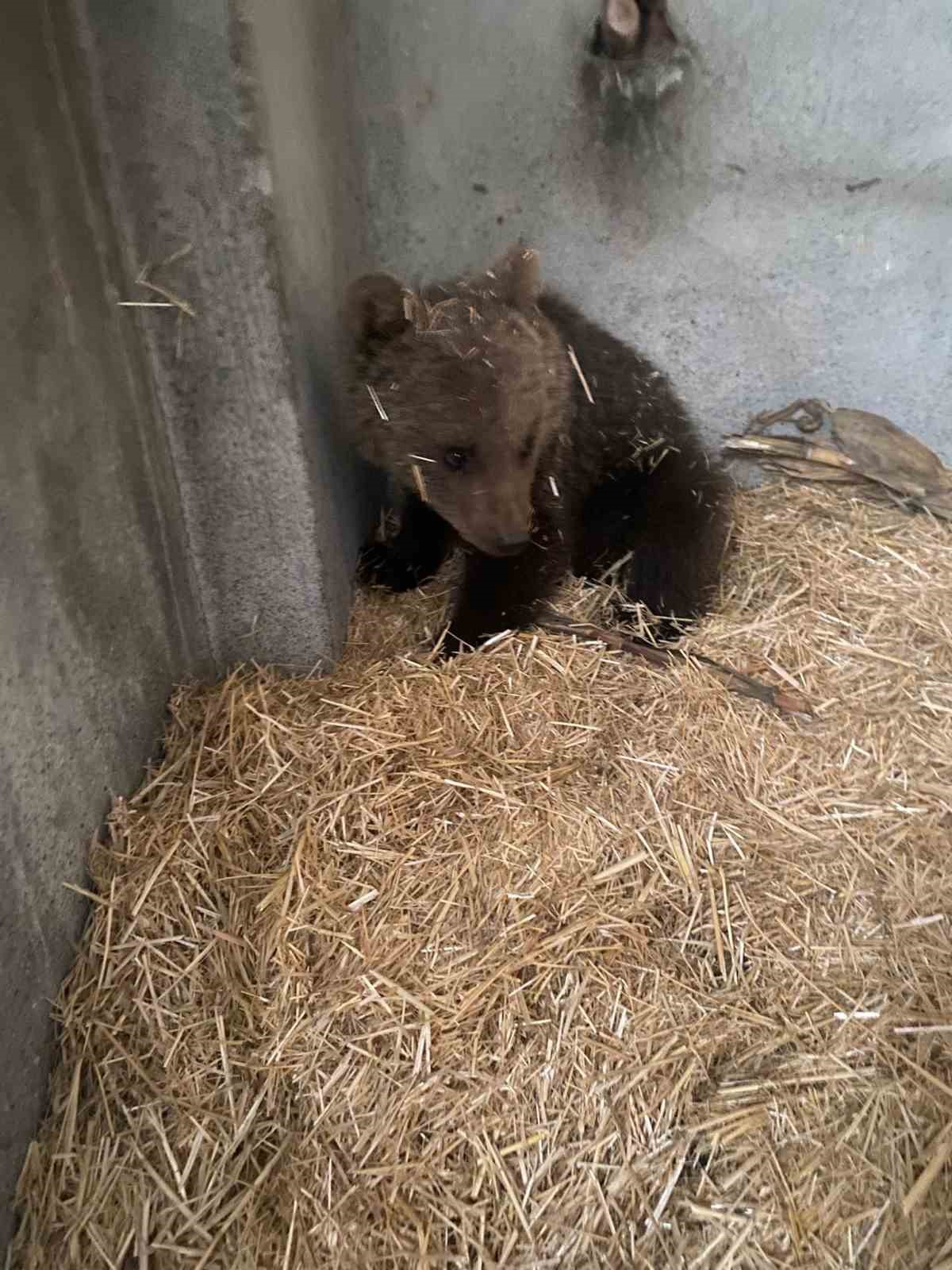 T&uuml;rkeli&rsquo;de annesiz bulunan yavru ayı kurtarıldı
