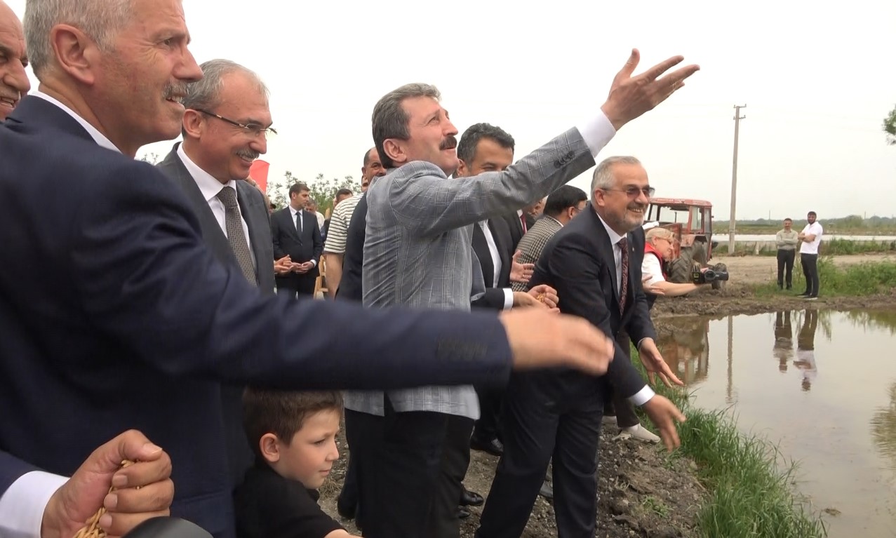 Türkiye’nin ikinci büyük çeltik üretim merkezi Bafra Ovası’nda "10. Çeltik Ekim Günü"