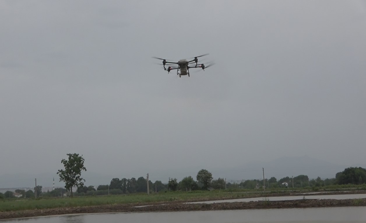 T&uuml;rkiye&rsquo;nin ikinci b&uuml;y&uuml;k &ccedil;eltik &uuml;retim merkezi Bafra Ovası&rsquo;nda "10. &Ccedil;eltik Ekim G&uuml;n&uuml;"
