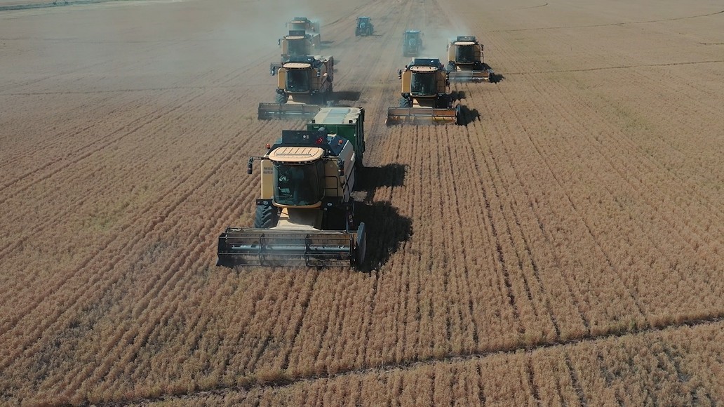 Bakan Yumaklı: "TİGEM Şanlıurfa Ceylanpınar Tarım İşletmesi’nde yılın ilk hasadına başlandı"