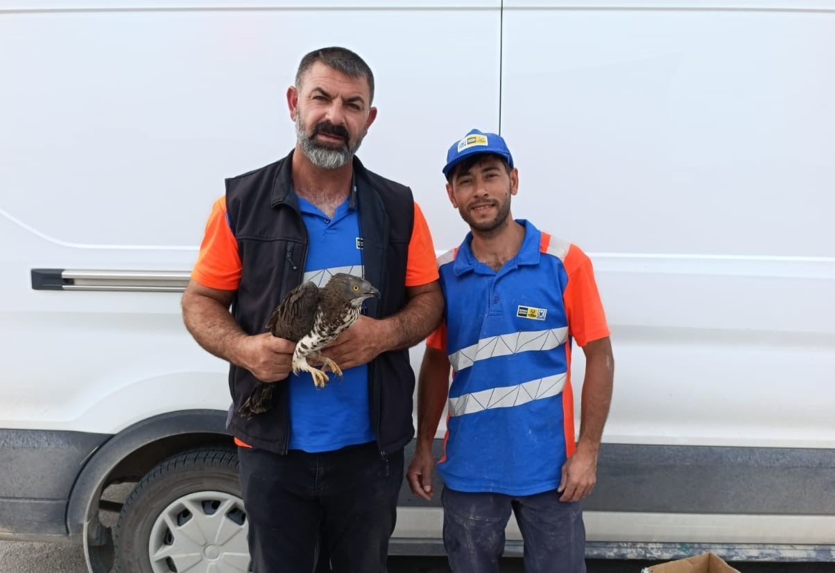 Karapınar’da yaralı kızıl şahine şefkat eli