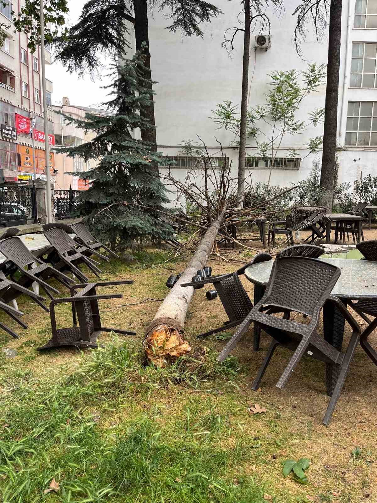 Bilecik&rsquo;te &ccedil;ay bah&ccedil;esinde bulunan dev ağa&ccedil; devrildi
