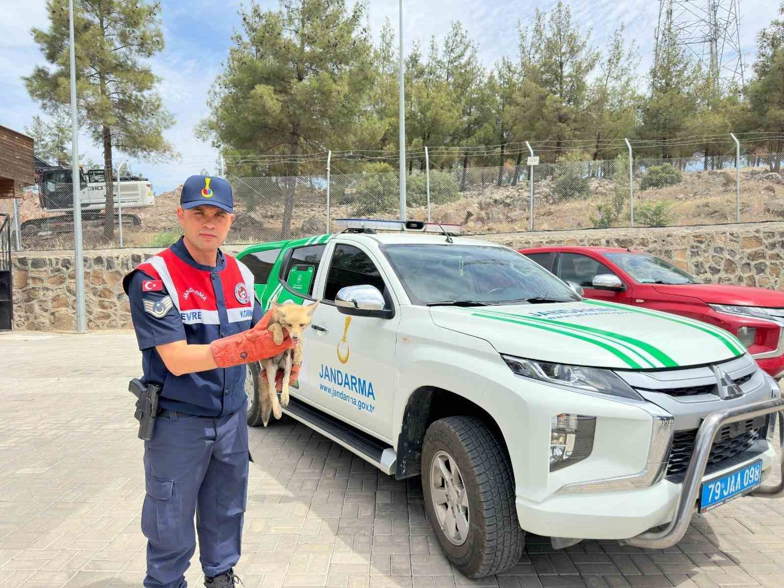 Kilis’te yaralı halde bulunan tilki koruma altına alındı