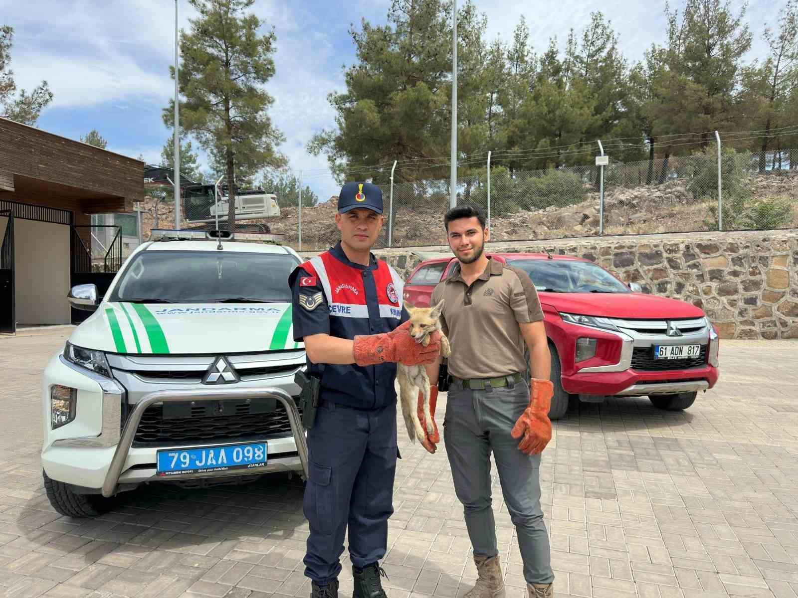 Kilis&rsquo;te yaralı halde bulunan tilki koruma altına alındı
