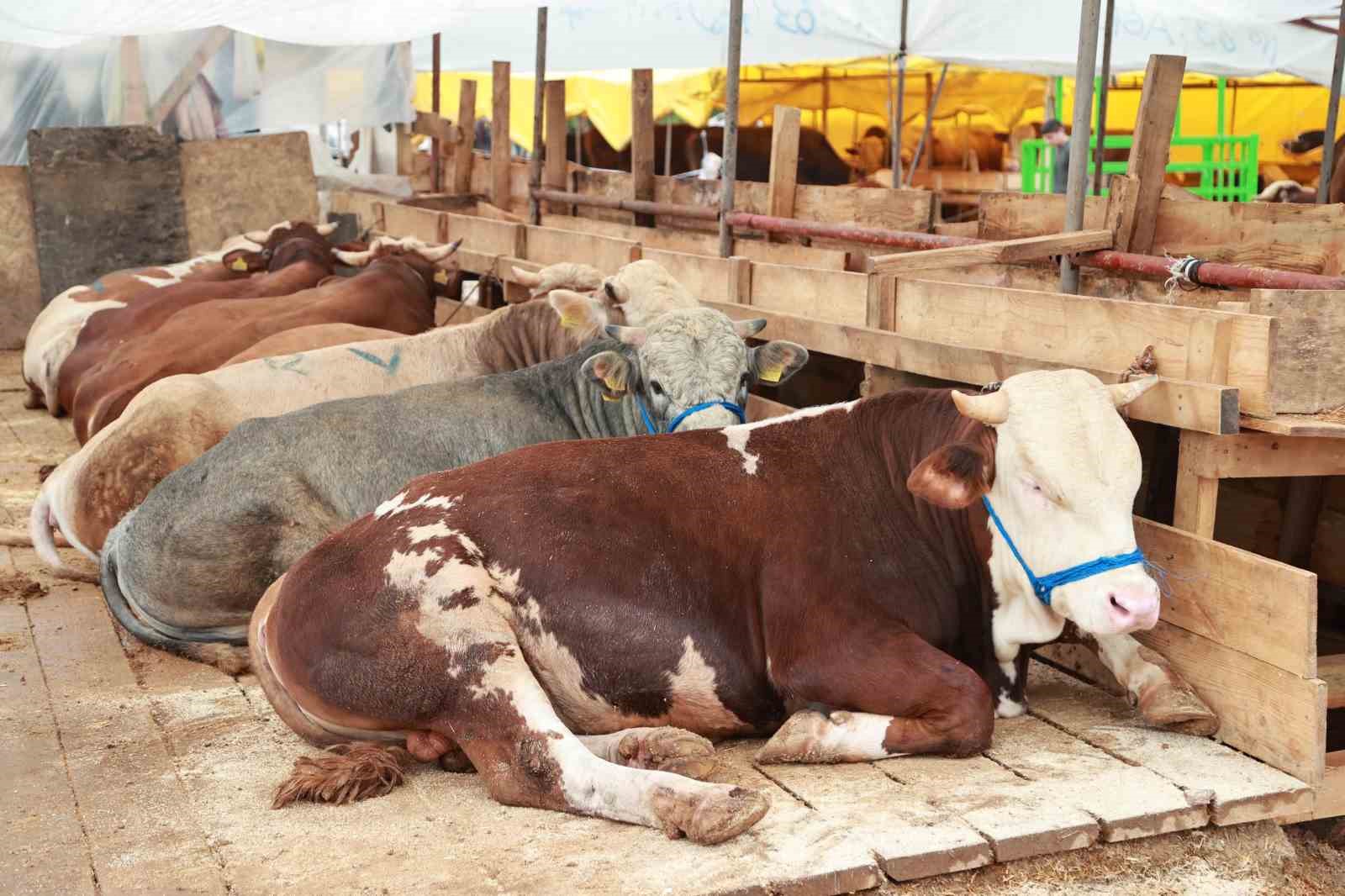Balçık’ta kurban mesaisi başladı