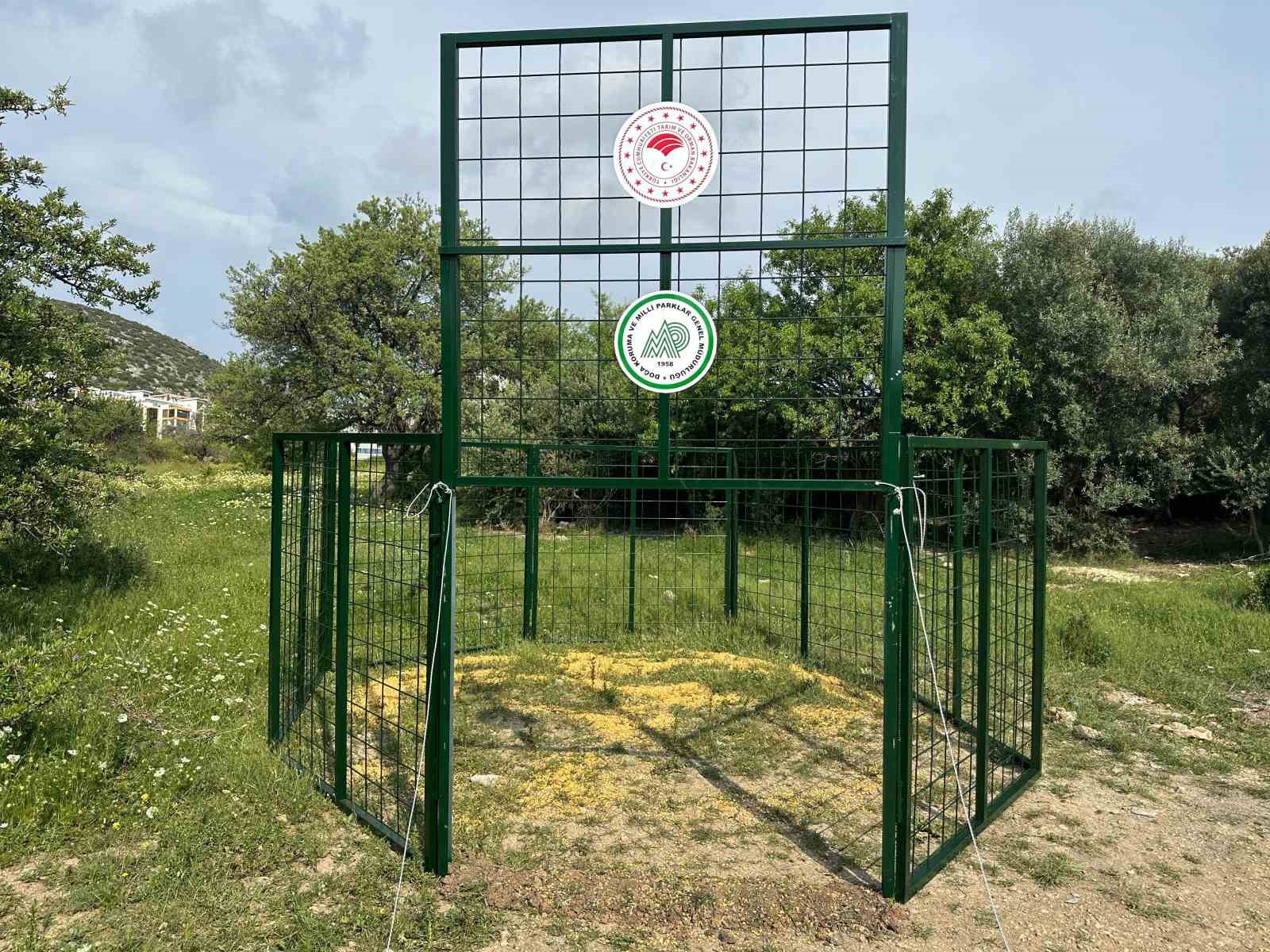 Kuşadası’nda yaban domuzlarına karşı termal dronlu mücadele