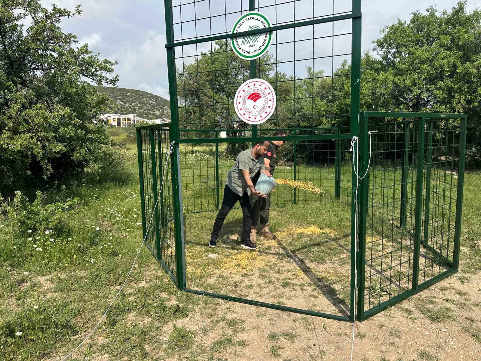 Kuşadası&rsquo;nda yaban domuzlarına karşı termal dronlu m&uuml;cadele
