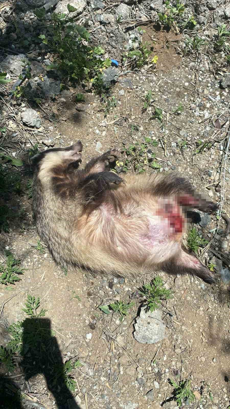 Nesli t&uuml;kenme tehlikesi altında olan Avrupa porsuğu &ouml;l&uuml; bulundu
