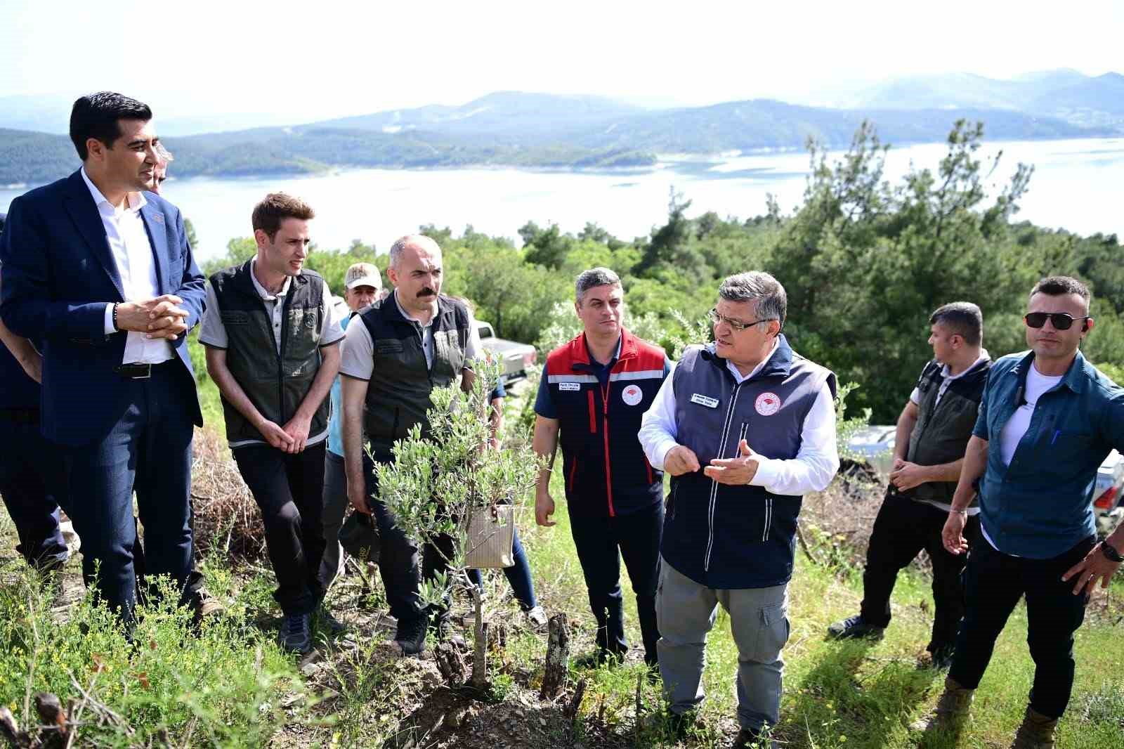 Sinop’ta 80 bin yabani zeytin ağacı aşılanacak