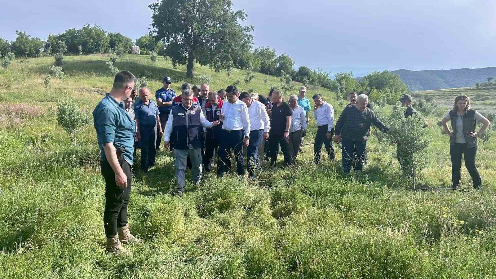 Sinop’ta 80 bin yabani zeytin ağacı aşılanacak