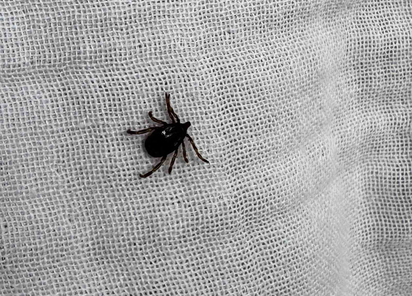 İl Sağlık Müdürlüğü’nden kene uyarısı