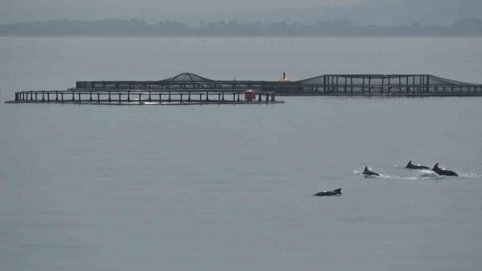 Karadeniz açıklarında yunus gösterisi