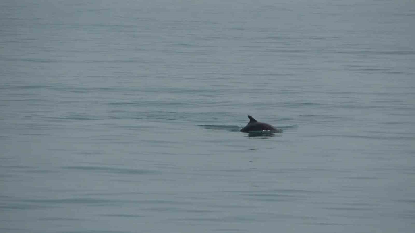 Karadeniz a&ccedil;ıklarında yunus g&ouml;sterisi
