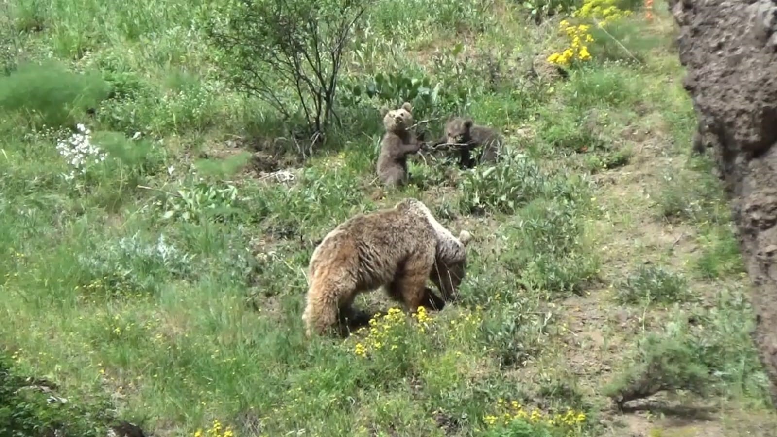 Tunceli’de anne ayı ve 3 yavrusu yiyecek ararken görüntülendi
