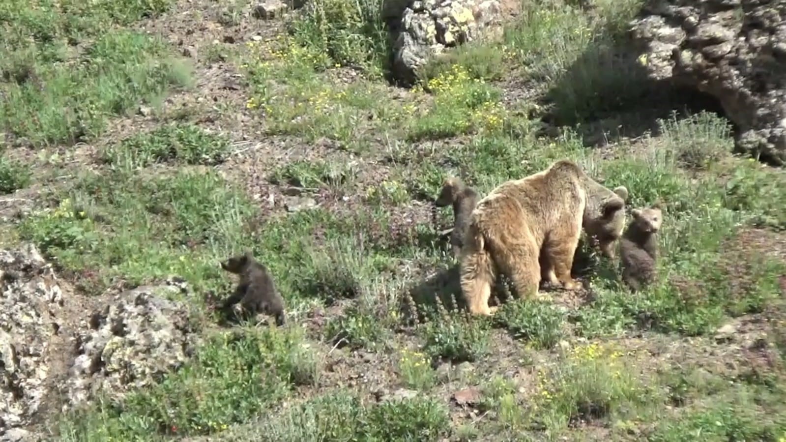 Tunceli&rsquo;de anne ayı ve 3 yavrusu yiyecek ararken g&ouml;r&uuml;nt&uuml;lendi
