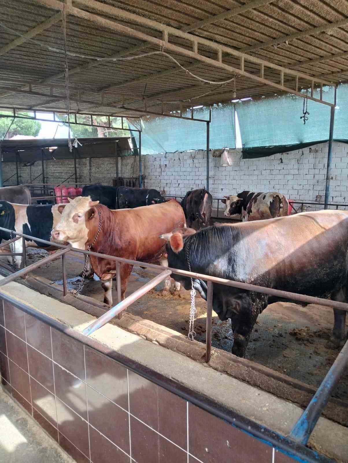 Aydın’da kurban satış ve kesim yerleri denetlendi
