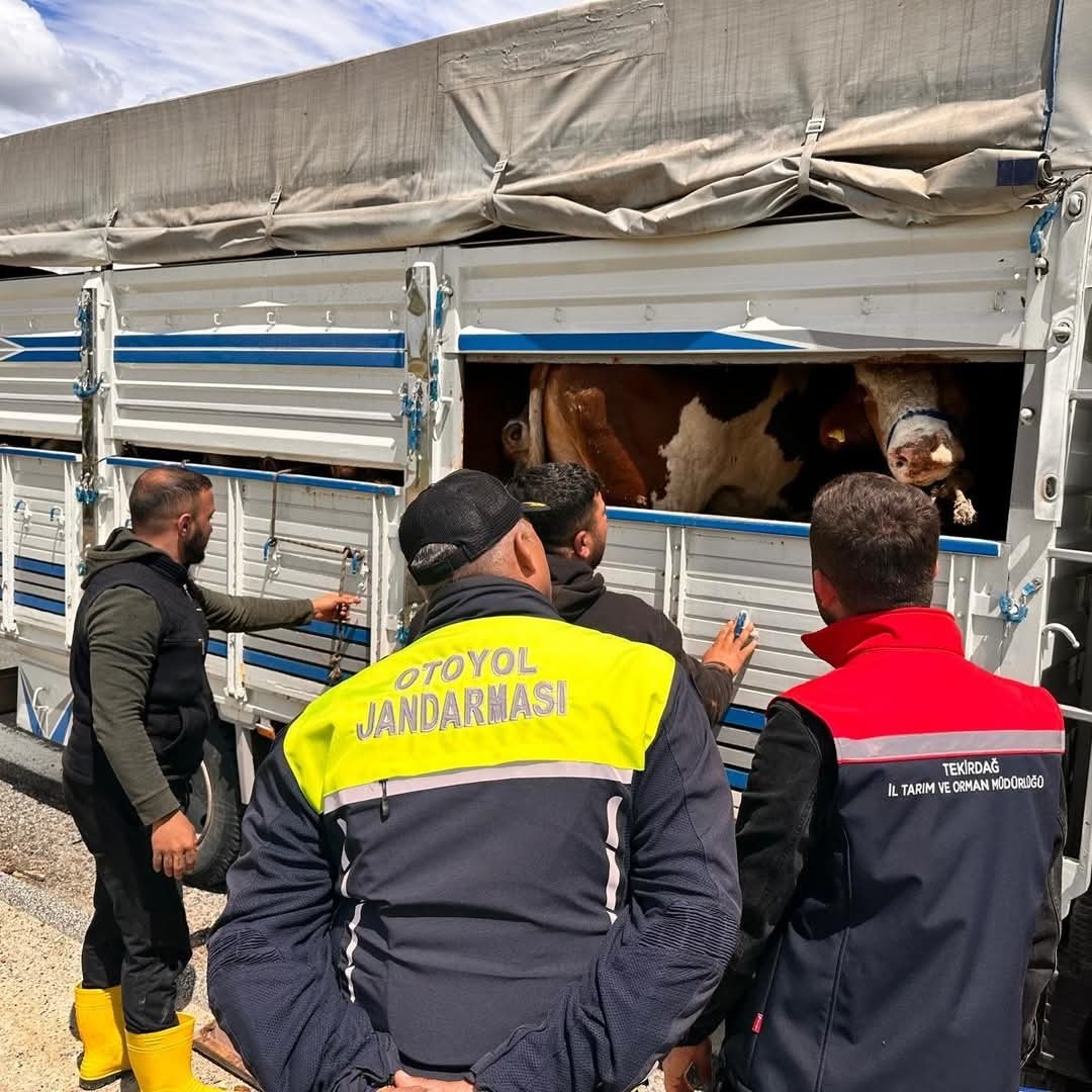 Tekirdağ’da kaçak hayvan sevkiyatına 105 bin TL ceza