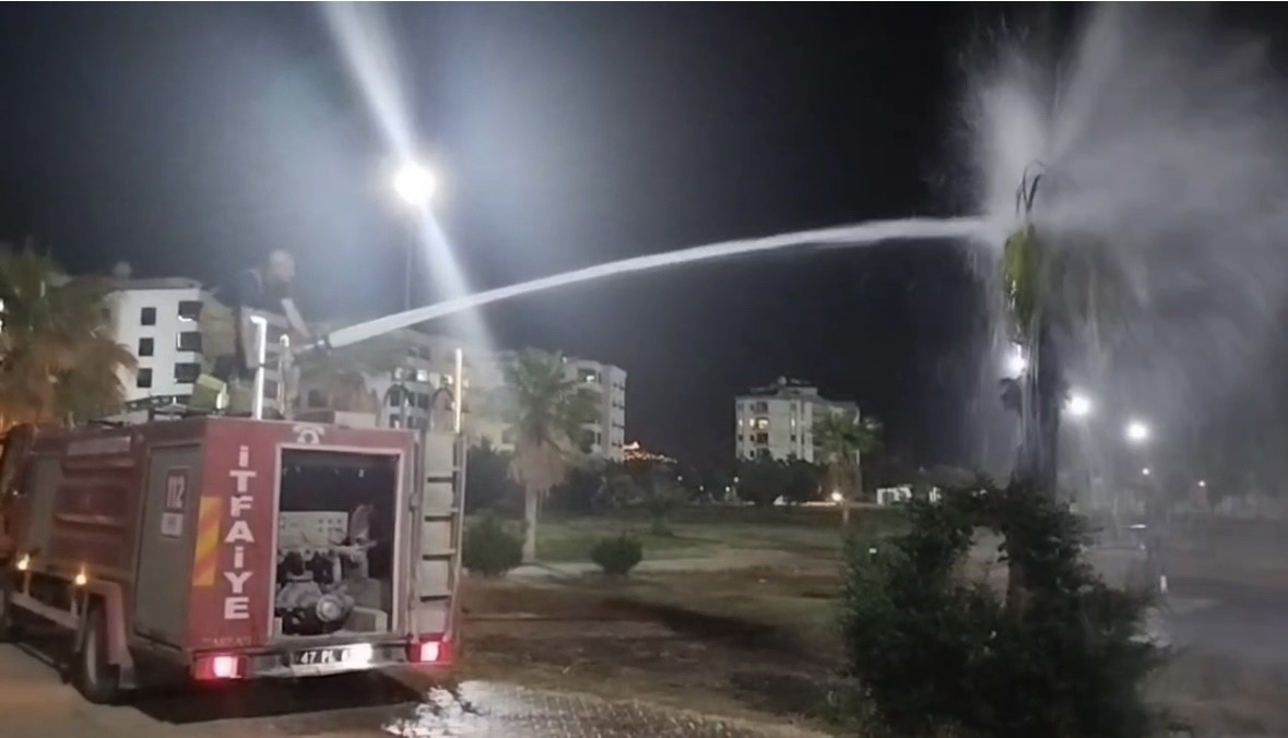 Mardin’de palmiye ağacı ateşe verildi