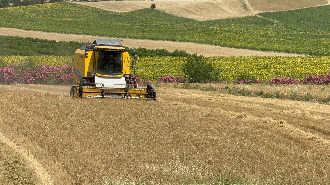 Buğday hasadı sürüyor: Bu sezon verim düşük
