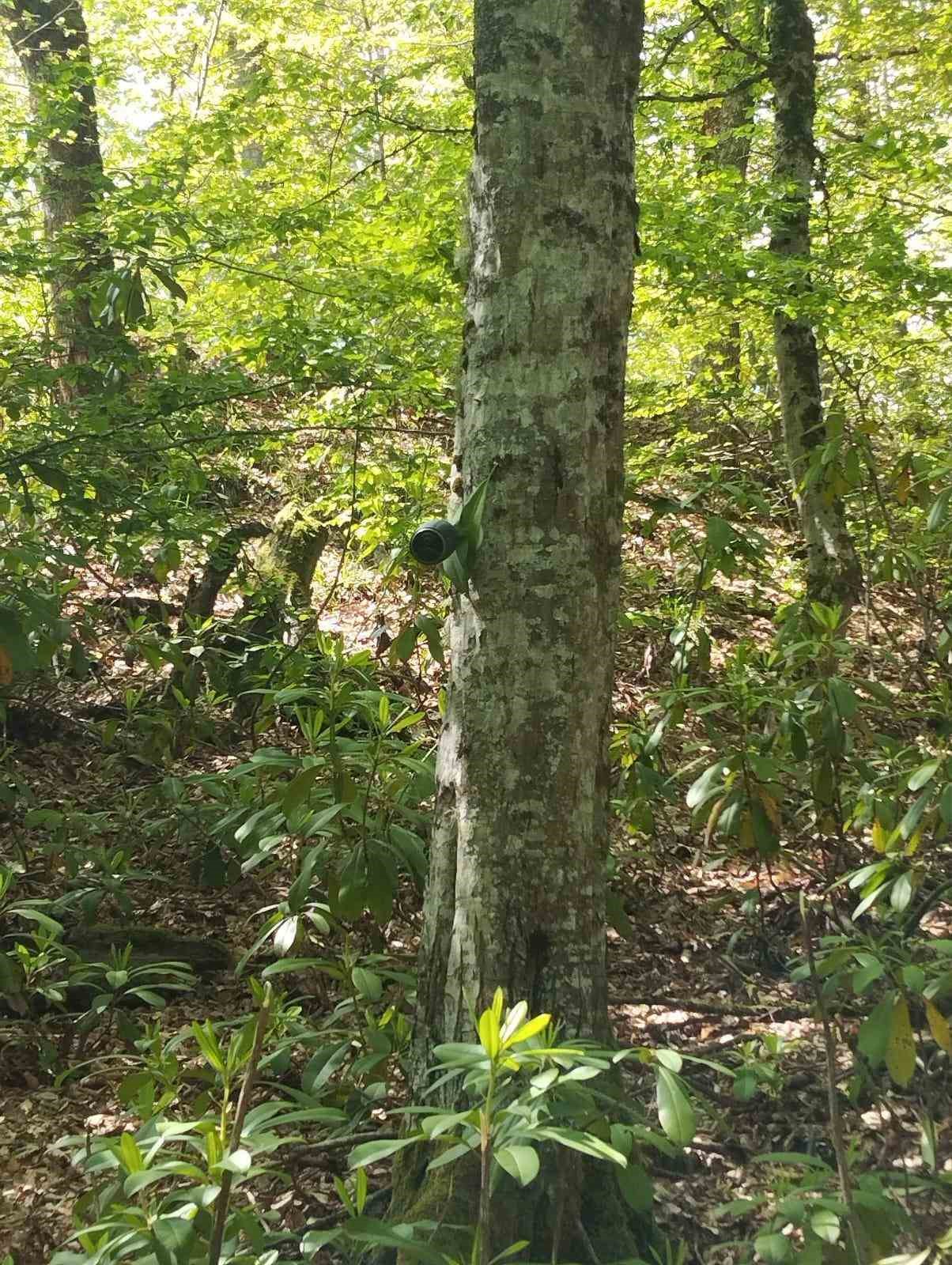 Sevimli yavru karaca annesine kavuştu