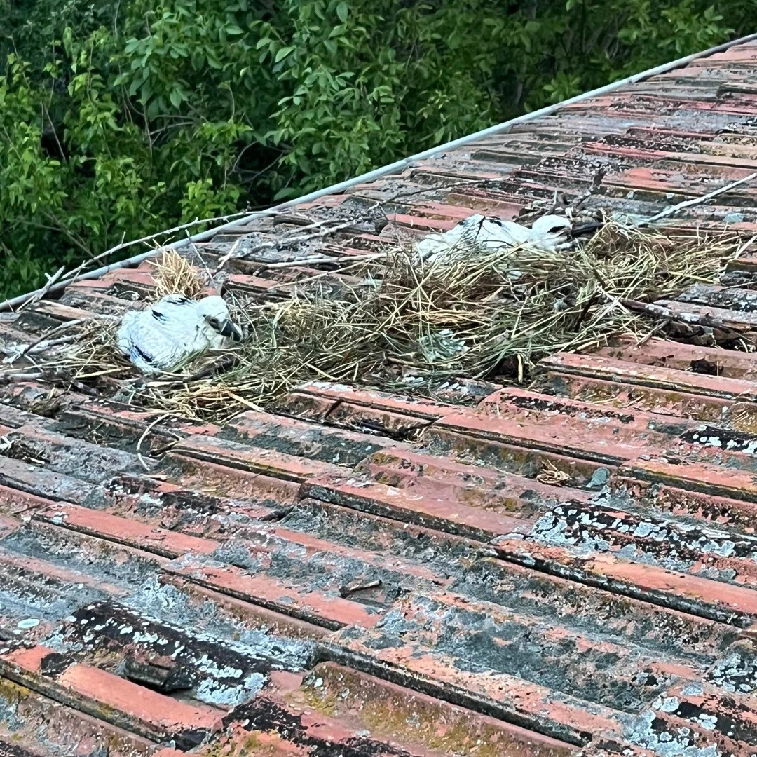 Çatıda mahsur kalan yavru leylekler itfaiye tarafından kurtarıldı