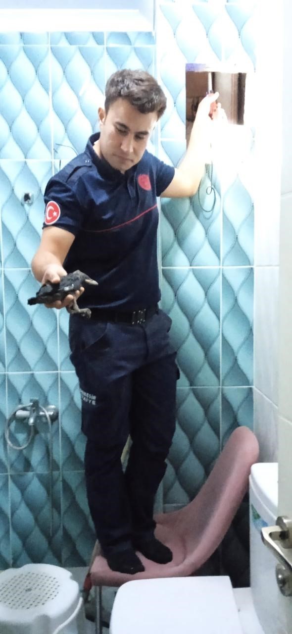 İtfaiye erleri kurtardıkları karga yavrularını elleriyle besledi
