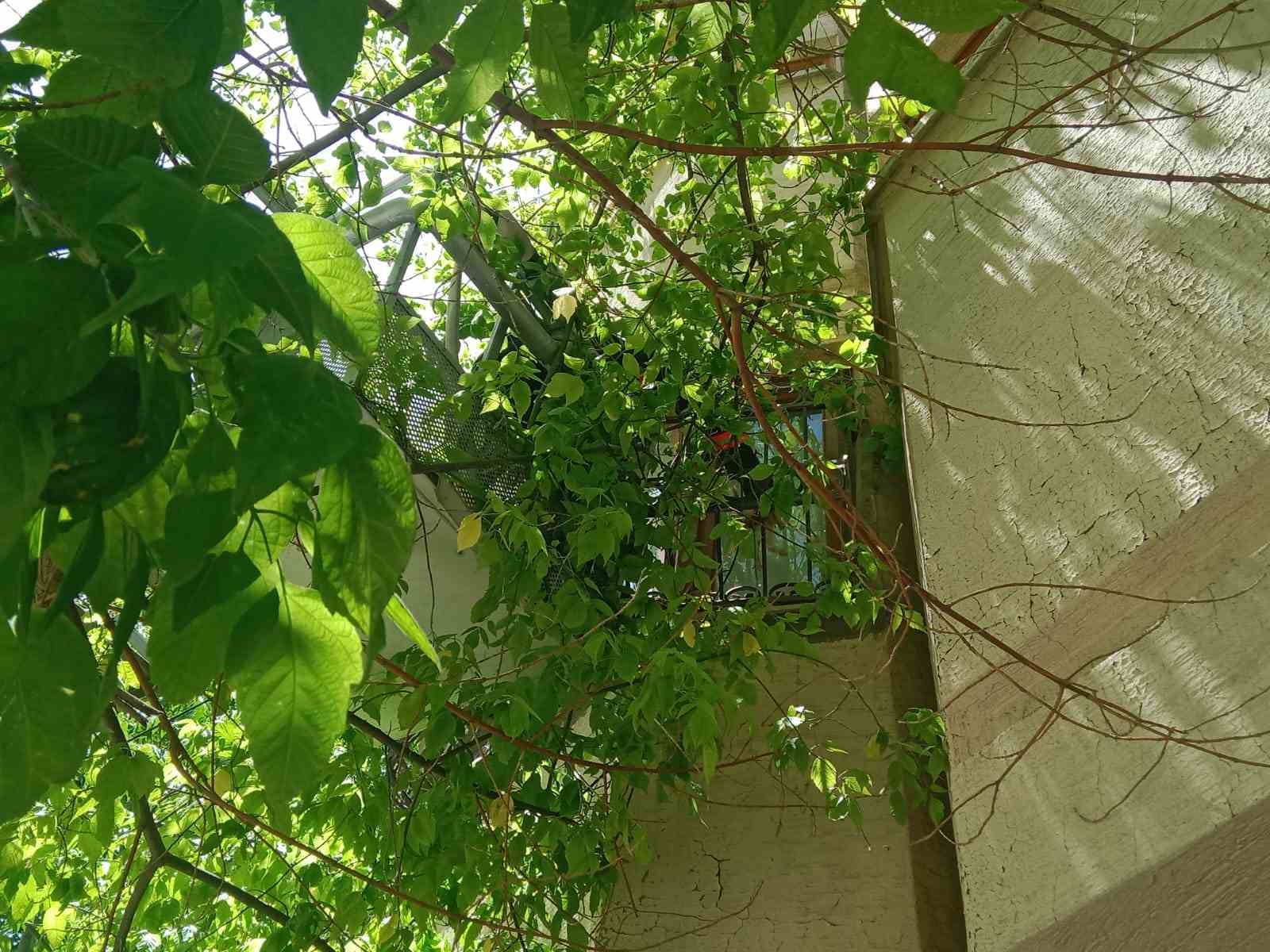 Malatya’da metruk evin penceresine sıkışan kedi itfaiye tarafından kurtarıldı

